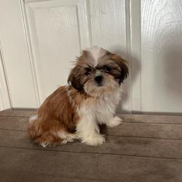 Lucy - Red and white female Shih Tzu puppy in Eastvale, California from Gigi’s Shih tzu