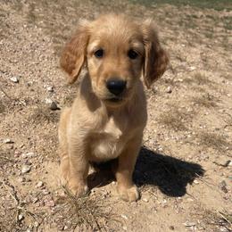 Riley - Golden female Golden Retriever puppy in Wellington, Colorado from High Country Golden Retrievers