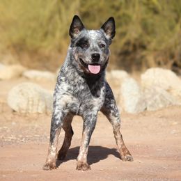 Spider (AKC) - Australian Cattle Dog