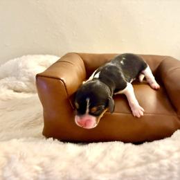 Nutella - White black and tan female Beagle puppy in Judsonia, Arkansas from Mayberry Acres Beagles and Basset Hounds