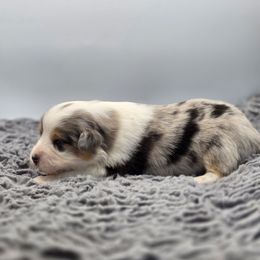 Rimes - Blue merle female Australian Shepherd puppy in Jameson, Missouri from Sky Creek