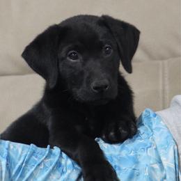 Boy 4 - Black male Labrador Retriever puppy in Four Oaks, North Carolina from TLC Retrievers