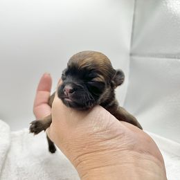 Moro - Chocolate sabled fawn female Chihuahua puppy in Silver Summit, Utah from Snow Peak Kennel