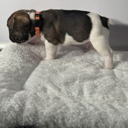 French Bulldog Puppies from Puget Sound Frenchies