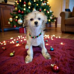 Totoro - Sable male Chinese Crested puppy in Woodland Park, Colorado from Feathers End Kennels