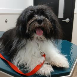 Havanese, Havapoos, and Poodles from Faithful Hearts Kennel