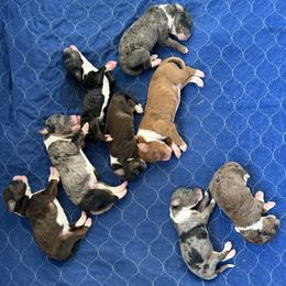 Bernedoodle puppies from The Poodle Co. Raising Doodles & Poodles