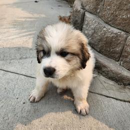 Mr. Tan - White and badger male Great Pyrenees puppy in Kennewick, Washington from Sara Voorhees