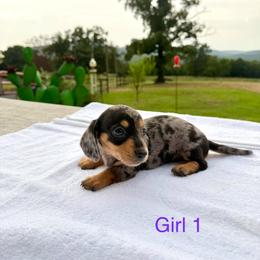 Girl 1 - Dapple female Dachshund puppy in Stilwell, Oklahoma from Starr Springs Doxies