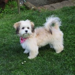 Lhasa Apsos from Ponderosa Lhasa Apso Ranch