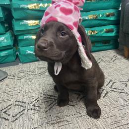 Labrador Retriever Puppies from The Homestead at Little Creek