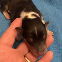 Boy 4 - Black white and tan Collie puppy in Bad Axe, Michigan from Collie Campo