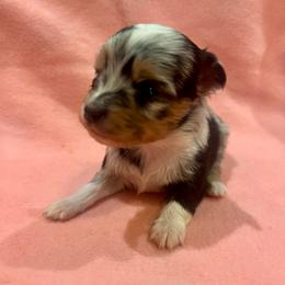 Wylie - Blue merle female Toy Australian Shepherd puppy in Miami, Oklahoma from HighEnd Aussies