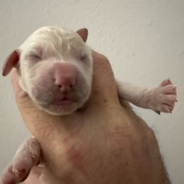 Poodle puppies from Parsons Standard Poodles