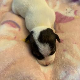 Female 1 - Tri-color female Jack Russell Terrier puppy in Centerville, Pennsylvania from Rose Haven Farm