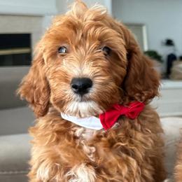 Boy 2 - Apricot male Goldendoodle puppy in Germantown, Maryland from Honey Blossom Doodles