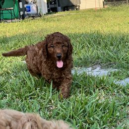 Boykin Spaniel and Goldendoodle Puppies from Double Shot Boykins