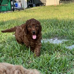 Boykin Spaniel and Goldendoodle Puppies from Double Shot Boykins