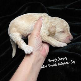Humpty Dumpty - Apricot male Goldendoodle puppy in Grove, Oklahoma from Guinn Family Farms