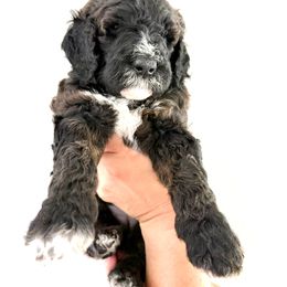 Light Blue Girl- Dumplin - Black and white female Bernedoodle puppy in Moulton, Alabama from Triple W Doodles