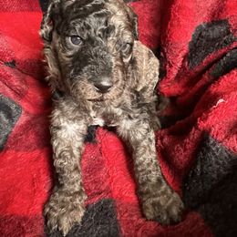 Blue - Goldendoodle puppy from Mount Doodles