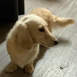Beya - Cream female Dachshund puppy in Santee, California from roxiesminidoxies1