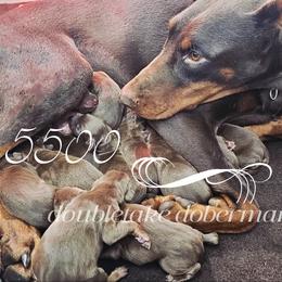 Boy2 - Red and rust male Doberman Pinscher puppy in Aurora, Indiana from Double-Take Doberman Kennels
