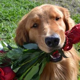 Golden Retrievers from Liebchen Golden's