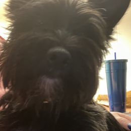 Miniature Schnauzers and Shorkies from Southern Ohio Schnauzers & Snorkies