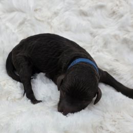 D. Blue- Lihan - Brown male Poodle puppy in Copperas Cove, Texas from Poodles of Valor