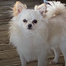 Bulldogs and Chihuahuas from S & T’s Chi’s