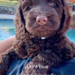 Australian Labradoodle Puppies from Lakeview Labradoodles