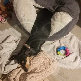 Dachshund All Grown Up from Good Neighbor Ranch Dachshunds