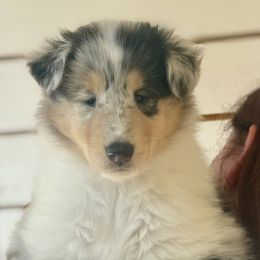 Collie Puppies from Fianna Collies
