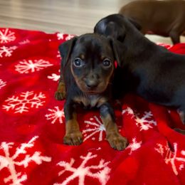 Video Ryder - Black and rust male Miniature Pinscher puppy in Eatonton, Georgia from TNT Puppies