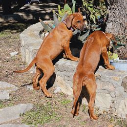 Rhodesian Ridgeback Puppies from Mafigeni Ridgebacks
