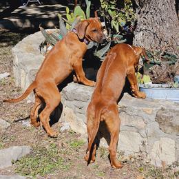 Rhodesian Ridgeback Puppies from Mafigeni Ridgebacks