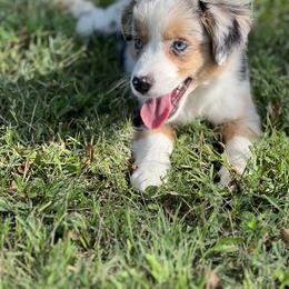 Miniature Australian Shepherd Puppies from Rounvale