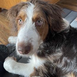8 - Red tri-color male Aussiedoodle puppy in Tenino, Washington from Silvercreek Aussies and Aussiedoodles