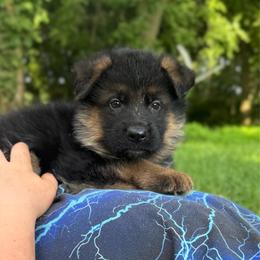 Mr Gray - Black and tan male German Shepherd puppy in Lawton, Michigan from Free Indeed Shepherds