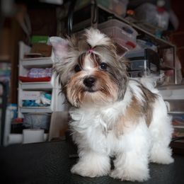 Companion Cross, Mal-Shi, Maltese, Maltipoo, Morkie, and Shih Tzu Puppies from Seeking Shalom Acres Maltese, Maltipoos & Havamalts