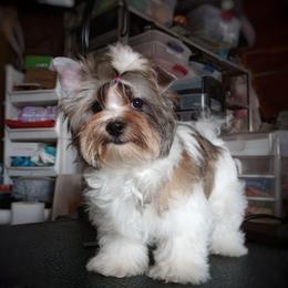 Companion Cross, Mal-Shi, Maltese, Maltipoo, Morkie, and Shih Tzu Puppies from Seeking Shalom Acres Maltese, Maltipoos & Havamalts