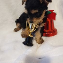 Girl 2 - Black and gold female Yorkshire Terrier puppy in St. Louis, Missouri from Yorkieville Kennel