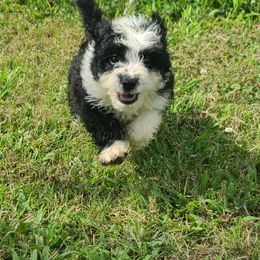 Aussiedoodle Puppies from Southern Charm Farms