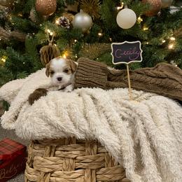 Cecily - Blenheim female Cavalier King Charles Spaniel puppy in Hixson, Tennessee from Erickson Cavaliers