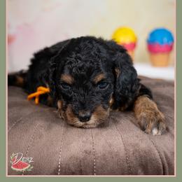 Chuckie - Black and tan male Cockapoo puppy in Connersville, Indiana from Deaz Doodle Ranch