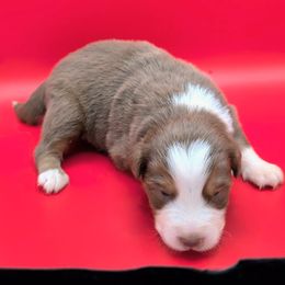 Jasmine2Boy2- RTM,Long,AKC,OFA,Genetics - Red tri-color male Australian Shepherd puppy in South Hill, Virginia from Silverside Aussies LLC