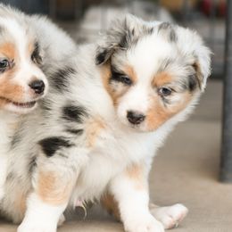 Australian Shepherds from Vaquero Ranch Stock - VRS Aussies