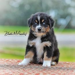 Brook - Black tri-color female Australian Shepherd puppy in Olivehurst, California from Double M Aussies
