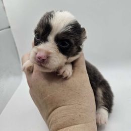 Abba-zaba - American Corgi puppy from Shadey Lane Corgis